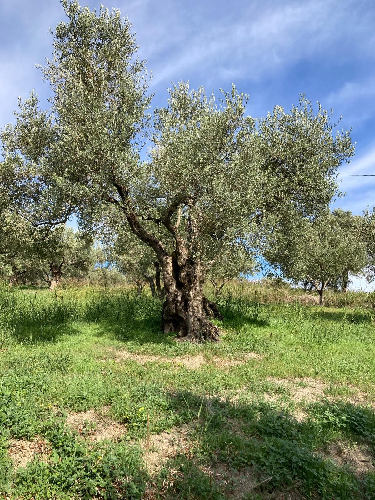 Perché acquistare olio extravergine direttamente da chi coltiva le olive